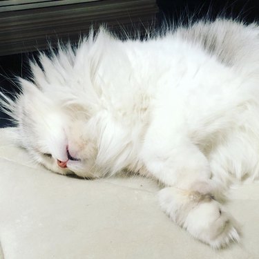 A fluffy white cat is sleeping.