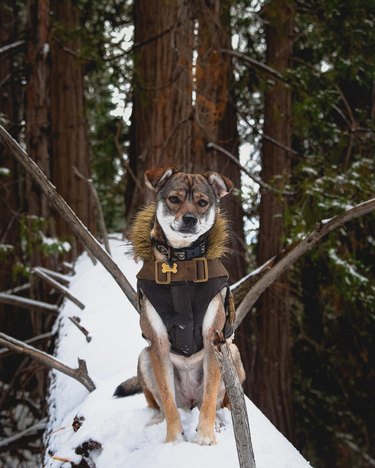 Dogs in trees are the real branch managers