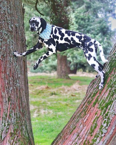 Dogs in trees are the real branch managers