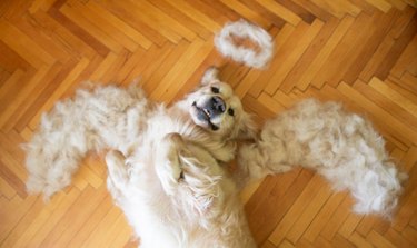 Dog lying on its back with wings and halo made out of shed fur