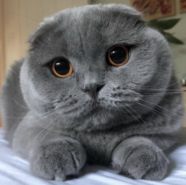 A fluffy gray Scottish fold cat with big brown eyes.