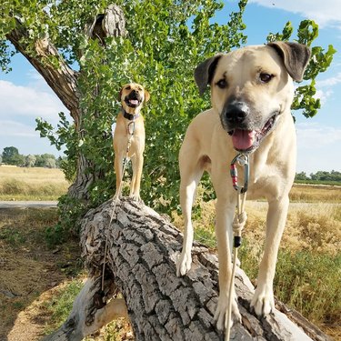 Dogs in trees are the real branch managers