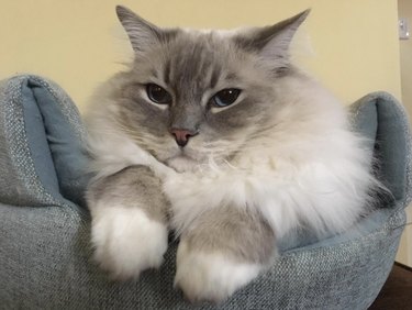 A fluffy gray cat looks unamused.