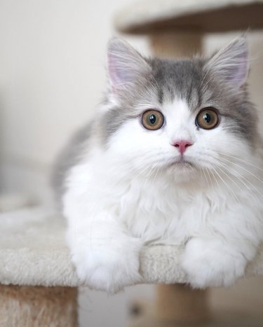 fluffy little cat