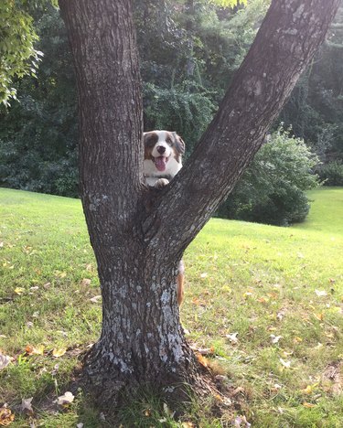 Dogs in trees are the real branch managers