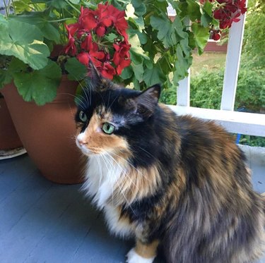 multicolor fluffy cat