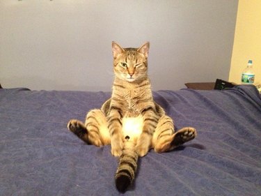 20+ Funny Pictures Of Cats Sitting Like Humans