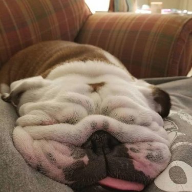 Very wrinkly sleeping bulldog