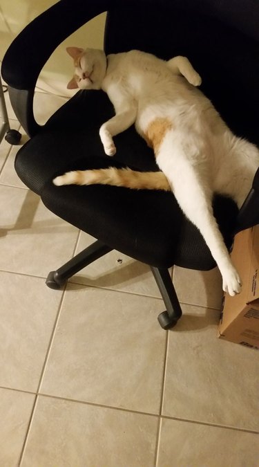 cat sleeping on its back