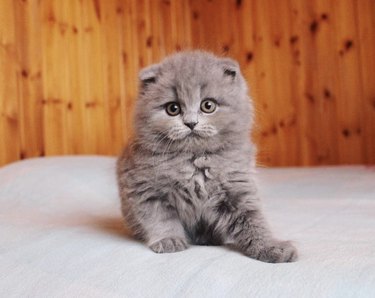 A fluffy gray kitten is sitting on a white table and the background is a wood wall.