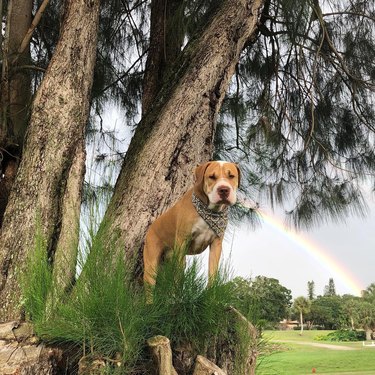 Just 20 Dogs Who Love to Climb Trees