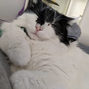 A fluffy black and white cat is sleeping.