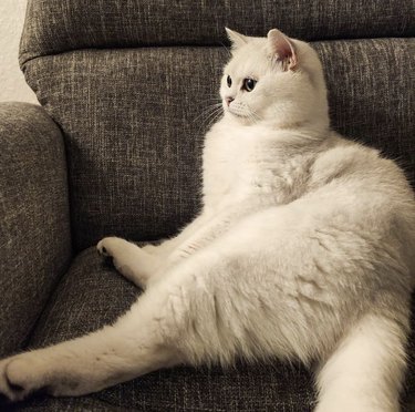 A fluffy white cat is sitting upright on a couch.