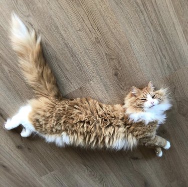 fluffy caramel cat