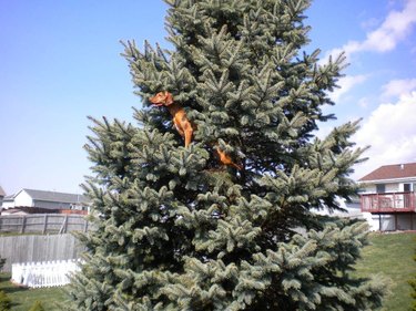 Dogs in trees are the real branch managers