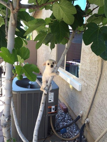 Dogs in trees are the real branch managers