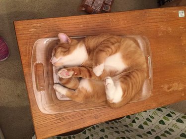 cat climbs into glass pan