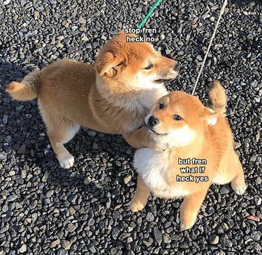 Shiba Inu puppy pouncing on another Shiba Inu puppy.