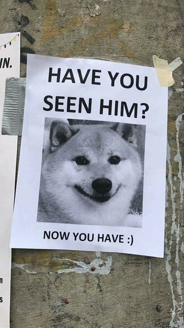 Poster with Shiba Inu's face on it.