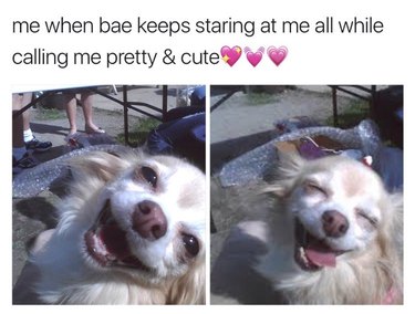Dog getting complimented.
