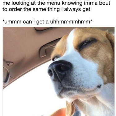 Dog trying to decide what to order.