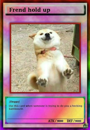 Trading card with a Shiba Inu on it.