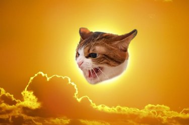 photoshopped cat is still angry