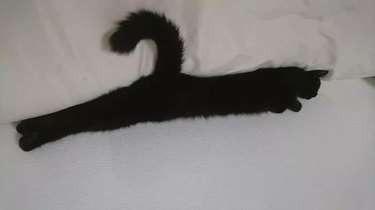 cat looks like coat hanger with curled tail