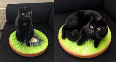 black cat on pillow that looks like a kiwi