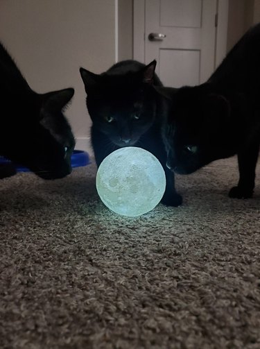 black cats gather around moon orb