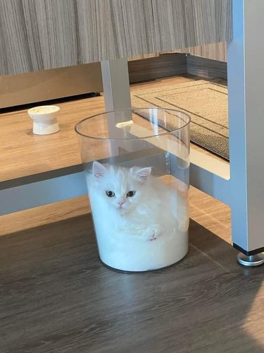 white cat in clear trash bin