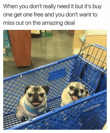 Two dogs in a grocery cart