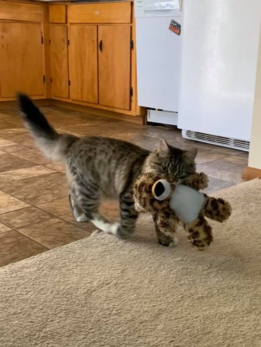 cat steals stuffed animal