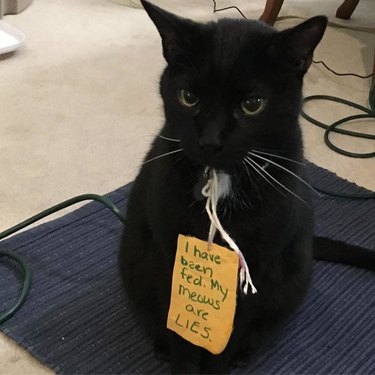 black cat wants food