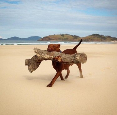 dog on beach carries big log