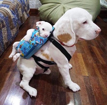 should my dog wear a backpack