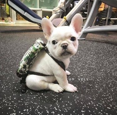 Puppy wearing a backpack in a gym.