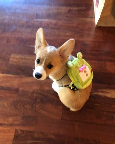Puppy wearing a backpack.