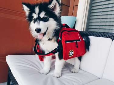 Puppy wearing a backpack.