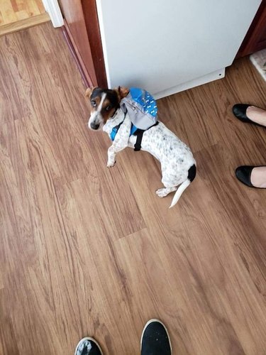 Dog wearing a backpack.