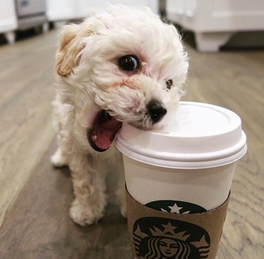 Cute pup and coffee cup