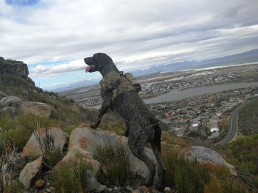 Dog wearing a backpack on a mountain.