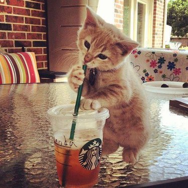 Cute kitten with an ice tea