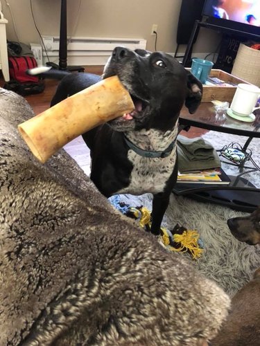 Dog carries big bone.