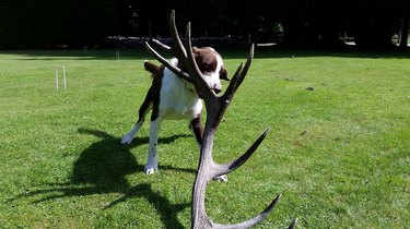 Dog drags antlers in mouth.