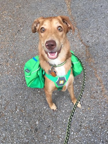 Dog wearing a backpack.