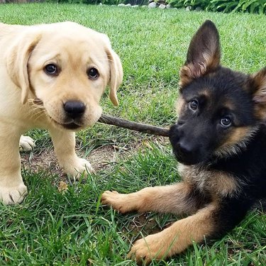 puppies hold stick together