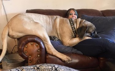 big dog splayed across person on couch