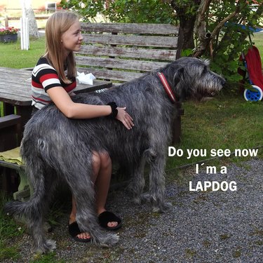 big lap dog