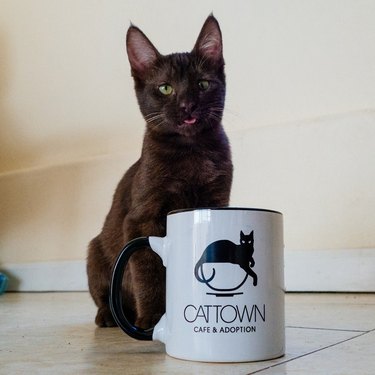 Black cat with coffee mug.